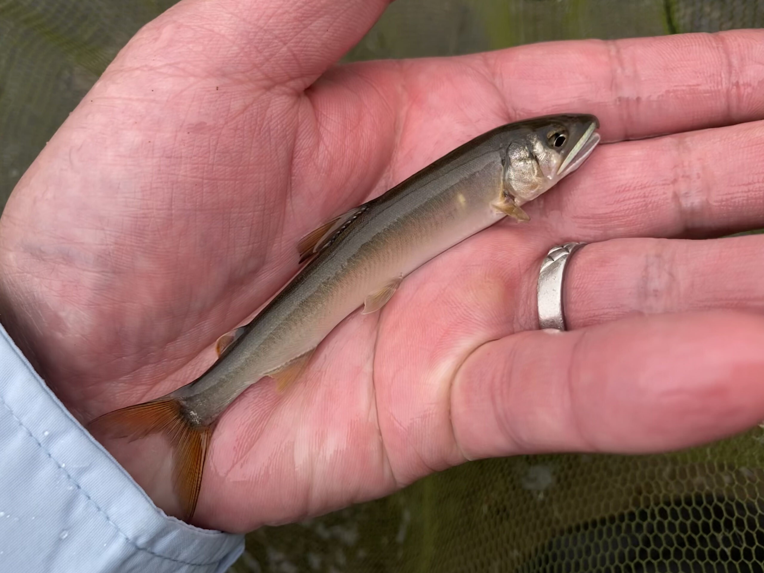 鮎をユーロニンフで釣る