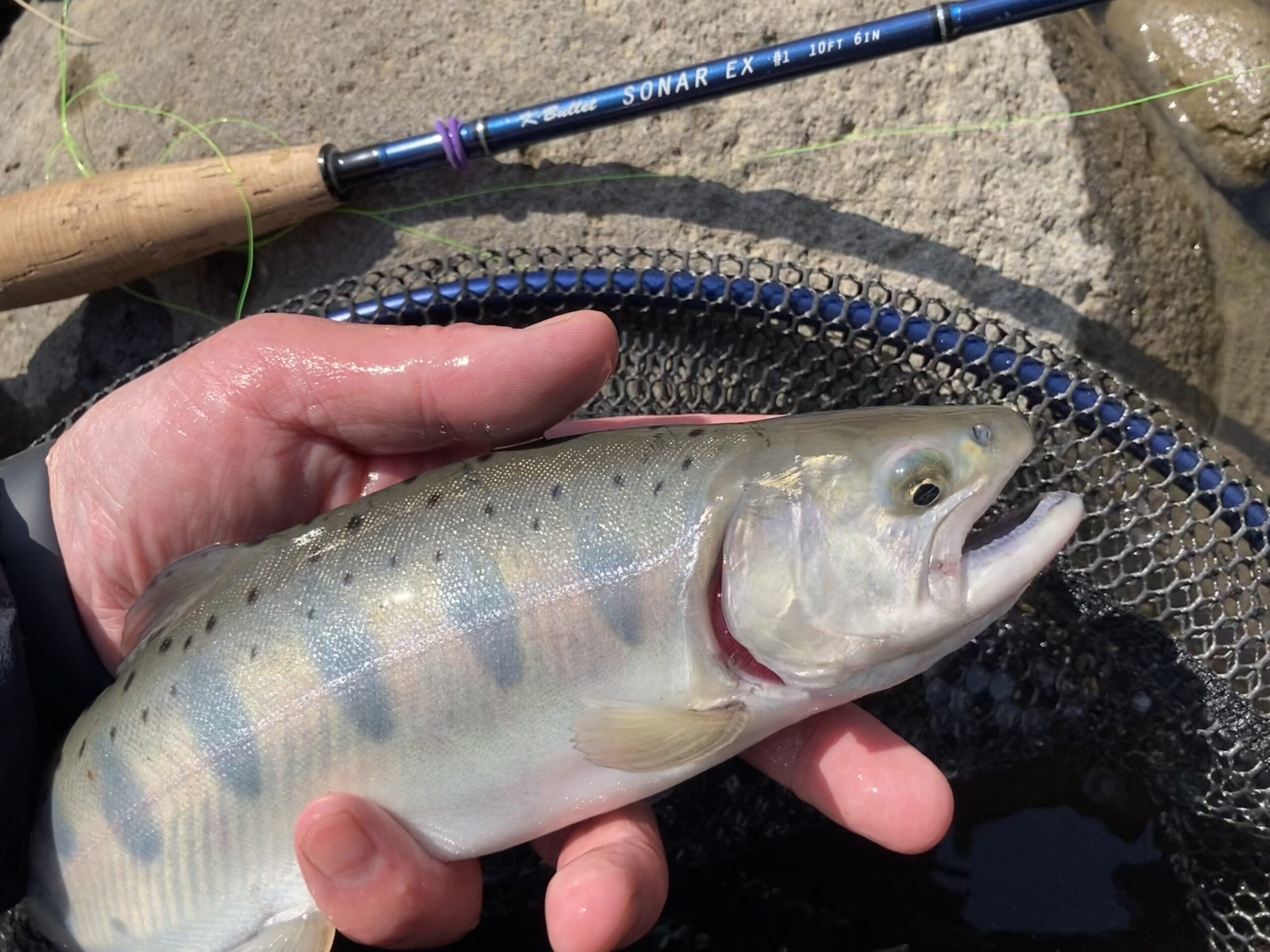 箱根早川の美しいヤマメ34cm