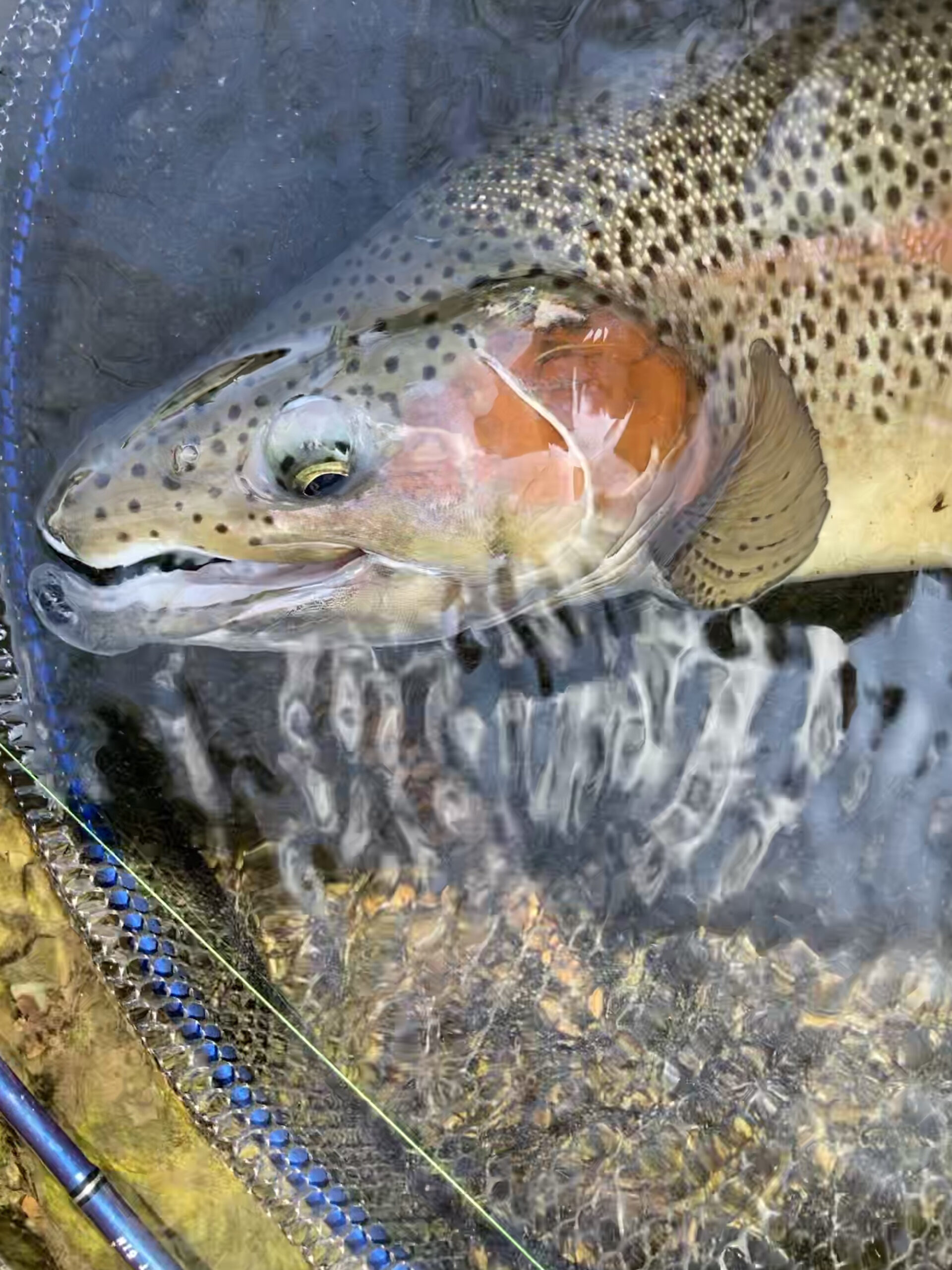 桂川スーパーレインボー