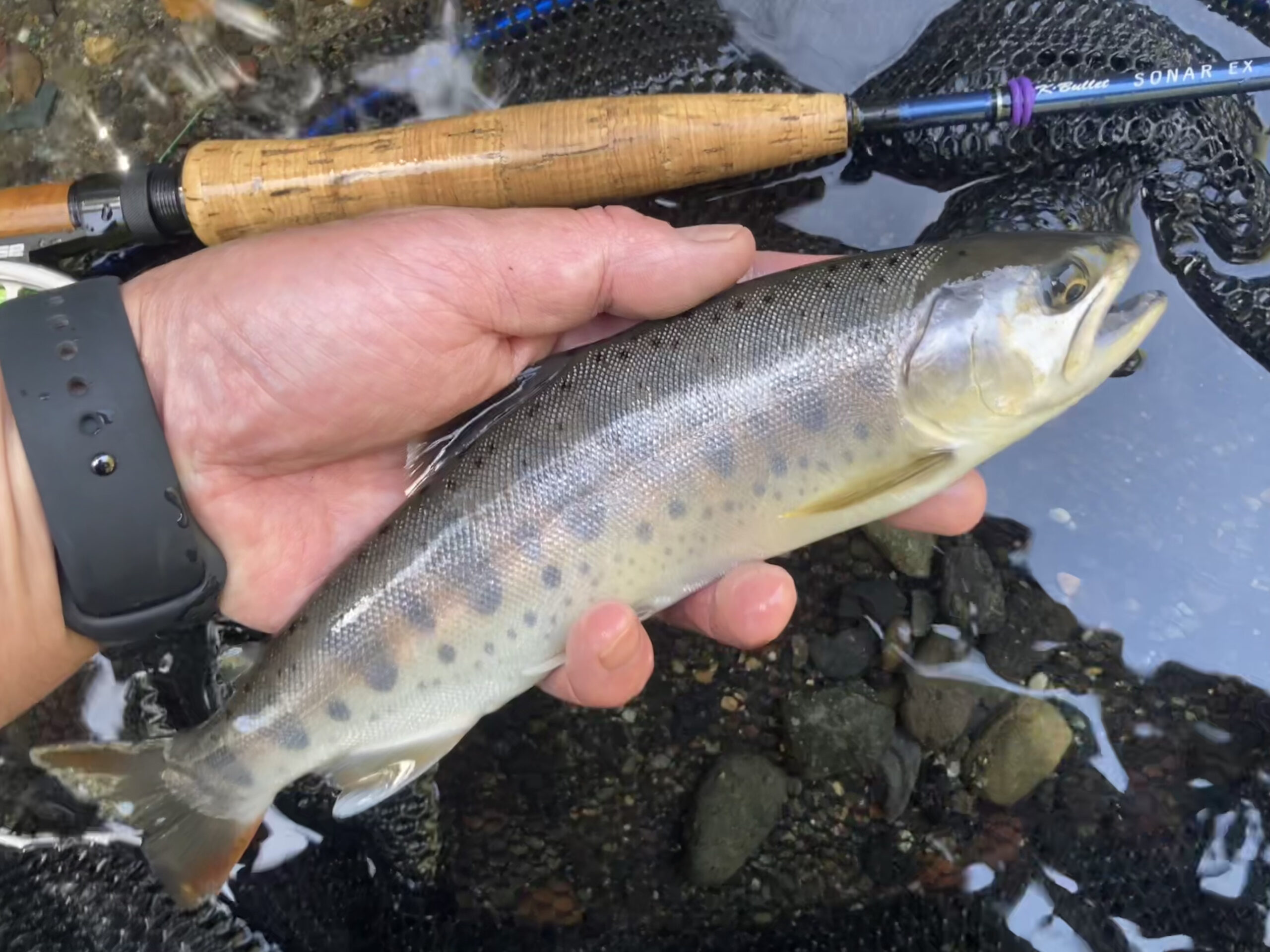 桂川の鰭ピンヤマメを求めて